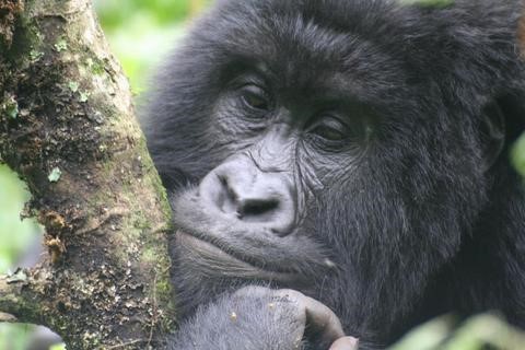 TP 25 Kahuzi-Biega Gorillas