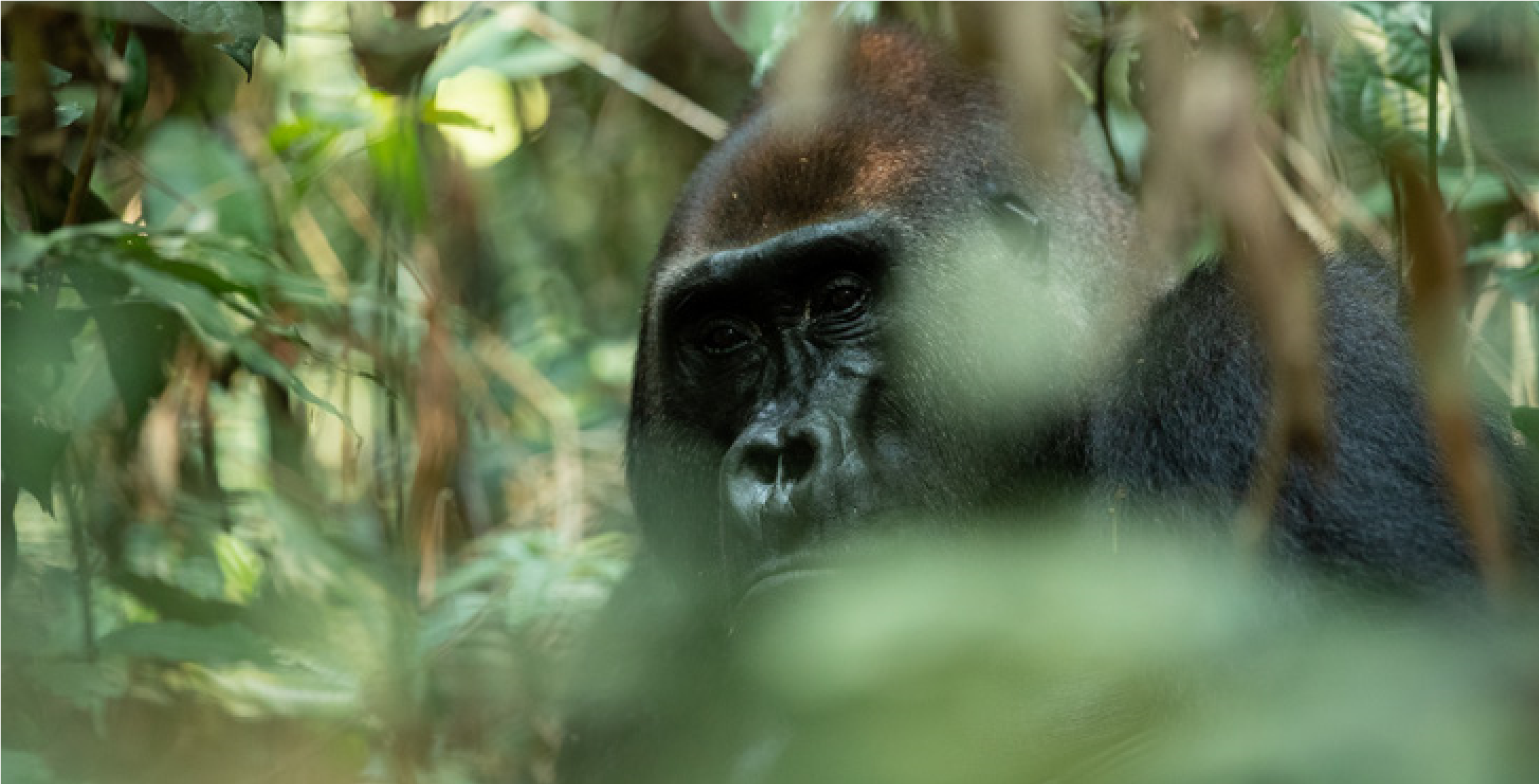 ROC Gorilla Fact Sheet