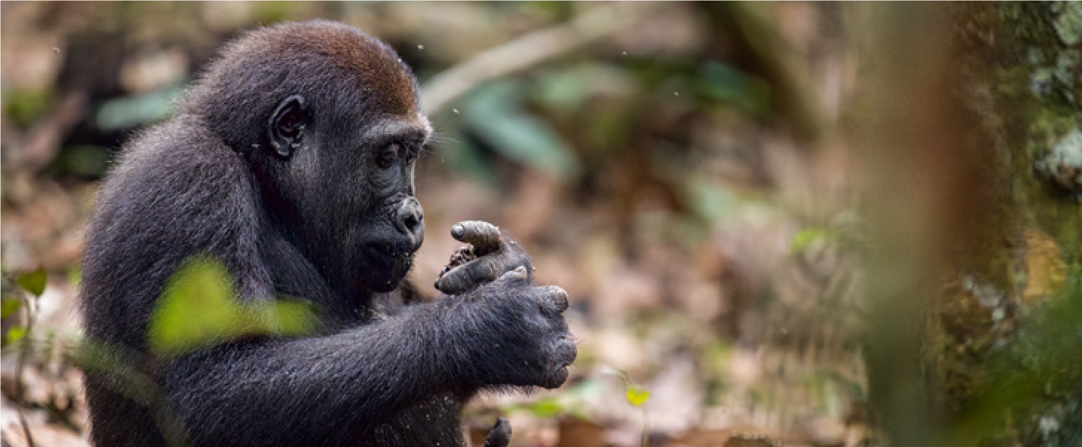ROC Gorilla Fact Sheet