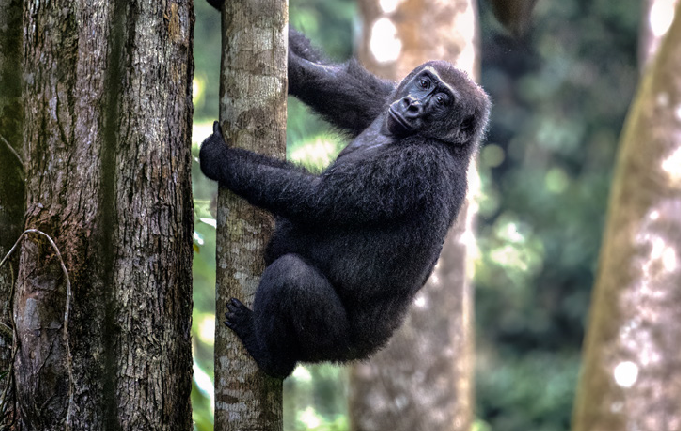 ROC Gorilla Fact Sheet